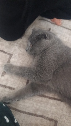 Çok acil yuva aranıyor fotoğraf