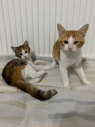 birlikte gidecekleri ayrilmayacaklari omurluk yuvalarini ariyorum fotoğraf