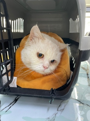 açıklamayı okumadan aramayın lütfen... fotoğraf