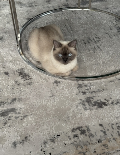 🐾 Sevgi Dolu Yuvasını Arayan British Blue Point 🐾 fotoğraf