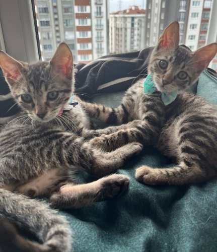 Bıdık ve Bücür Bebekler İstanbul’da Yuvasını Arıyor fotoğraf