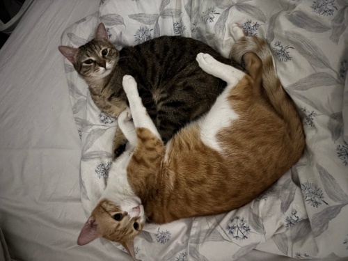 KARDEŞ YAVRULARA YUVA ARIYORUZ fotoğraf