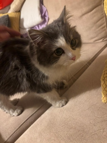 BRİTİSH SORTHAİR-NORVEÇ ORMAN MELEZİ ‼️ fotoğraf