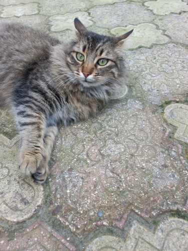 Peluş ömürlük yuvasını arıyor fotoğraf