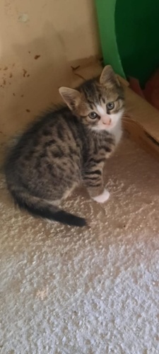 Bir minderlik yer kaplar ona ne olur bir şans verin sıcak evi insanı olsun👏😔 fotoğraf