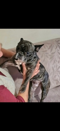 Ücretsiz sahiplenme French bulldog acil yuva fotoğraf
