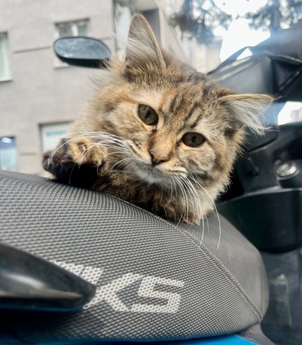 Pofurdak Su ailesini arıyor fotoğraf