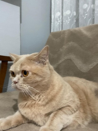 Pamuğumuzun yeni yuvasını arıyoruz fotoğraf