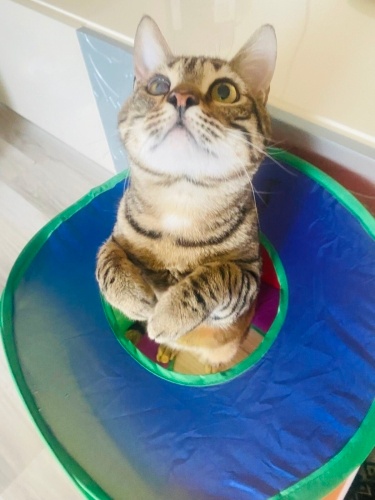 Masum Bakışlı Eylül Güzel Yuvasını Arıyor fotoğraf