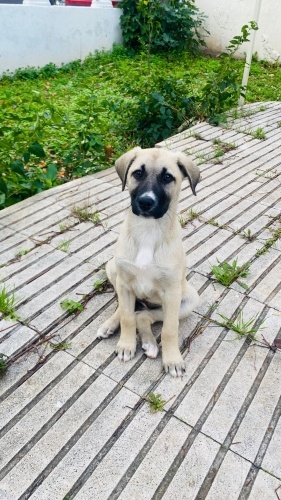 Mama desteği ve maddi destek verilecek Antalya’da acil yuva fotoğraf