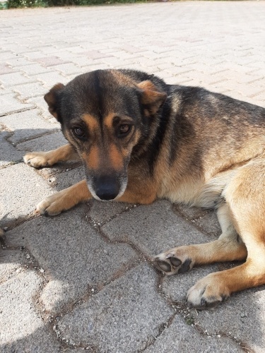 Görme engelli kızımıza Antalya da acil yuva aranıyor fotoğraf