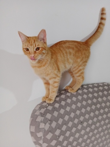 8 aylık kısır aşıları tam sarman kız yuva ariyor fotoğraf