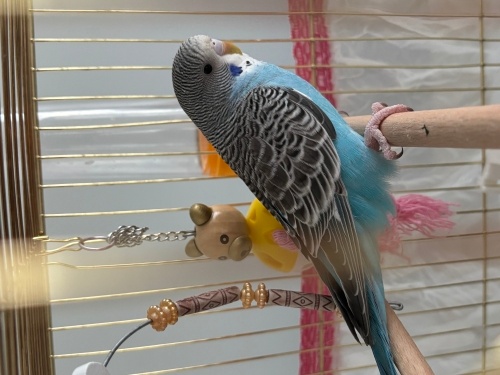 Muhabbet kuşumuzu ücretsiz sahiplendiriyoruz fotoğraf