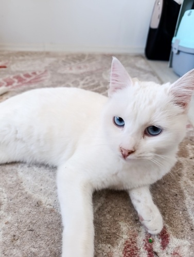 Pamuk prenses yuvasını arıyor 🐾 fotoğraf