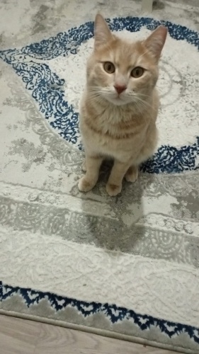 2. Kez evsiz kalan bebeğimiz fotoğraf