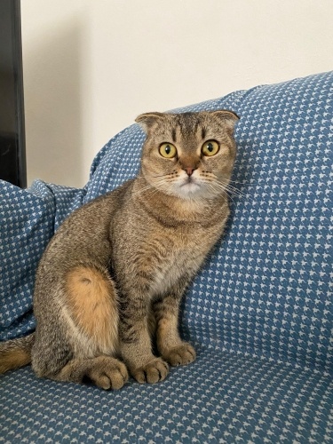 uysal ve ilgi bağımlısı fotoğraf