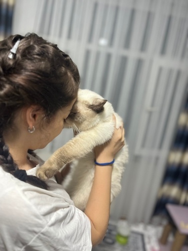 Sevımlı uysal pofudukk Zuzu fotoğraf