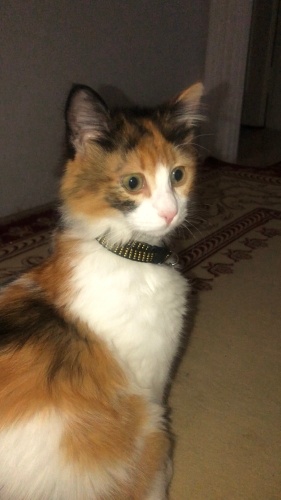 Acil yuva aranıyor fotoğraf