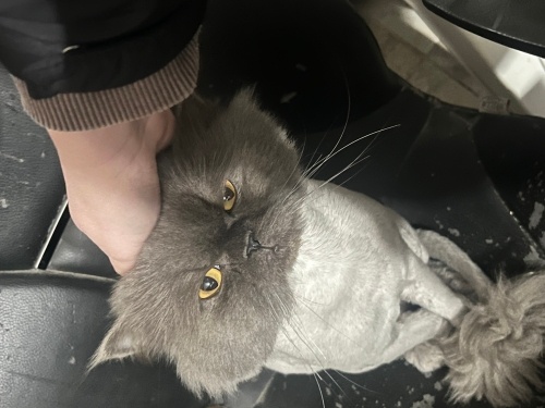 Chincilla kedimize acil yuva arıyoruz fotoğraf