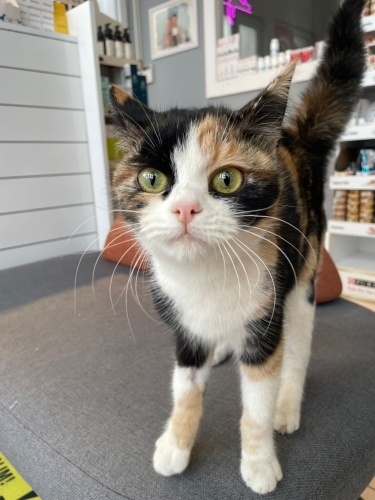 Miniş kız yuva ariyor fotoğraf