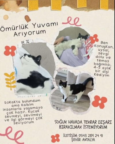 4 aylık kısır smokin dişi fotoğraf