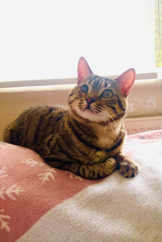 ÇOK TATLI TEKİR SAHİPLENDİRME ‼️ fotoğraf