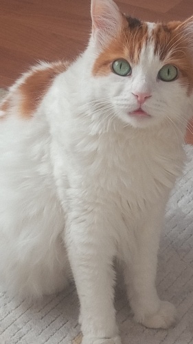 Kızımızı Bir yaşında sahiplendik ve beş yıldır bizimle birlikte. Tüm aşı ve bakı fotoğraf