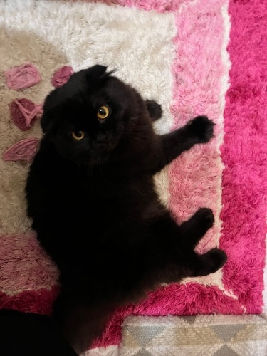 kizimiza omurluk yuva ariyoruz 🤍 fotoğraf