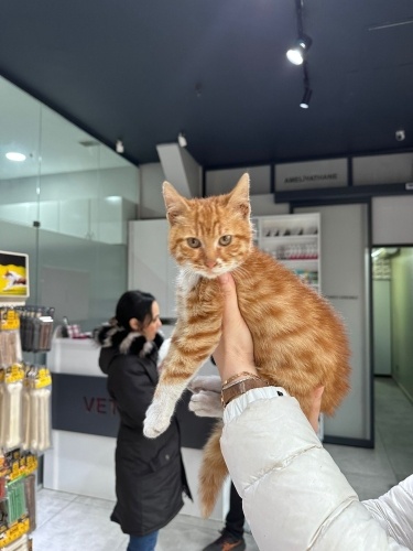 Limon ömürlük yuvasını arıyor fotoğraf