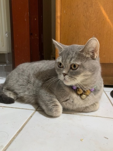 2.5 YAŞINDA HAMİLE BRİTİSH KEDİME YUVA ARIYORUM. fotoğraf