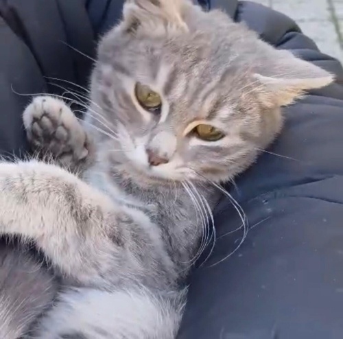 Ücretsiz sahiplenme gri yavru fotoğraf