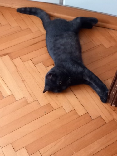 Sokakta bulundu evde çok iyi bakıldı acil yuva aranıyor fotoğraf