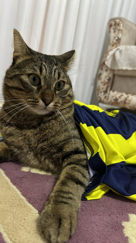 Ücretsiz sahiplendirme fotoğraf