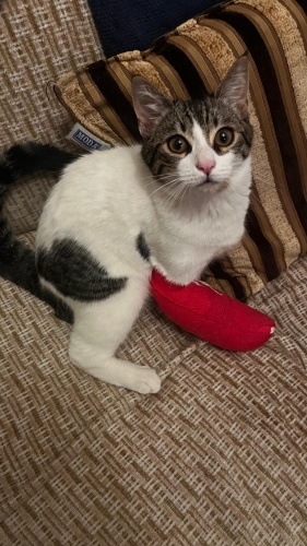 Sâhiplendirmek için iyi bir yuva, güvenilir insanlar arıyoruz... fotoğraf