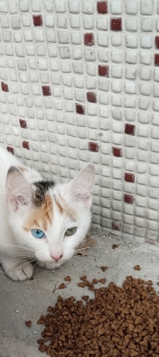 Bu güzel kıza yuva çok tatlı dır fotoğraf