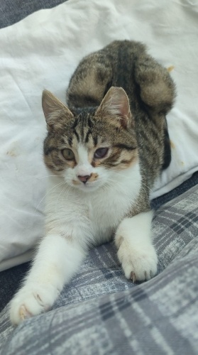 şanslı oğlumuza yuva arıyorum fotoğraf