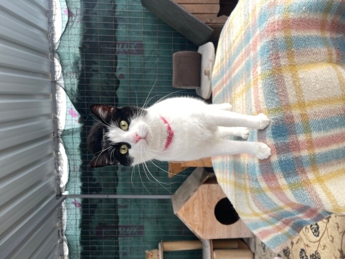 Misket Ömürlük Yuvasını arıyor fotoğraf