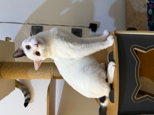 Bulut Ömürlük Yuvasını arıyor fotoğraf