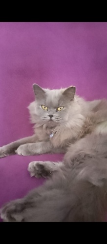 Sevimli oyun sever enerjik fotoğraf