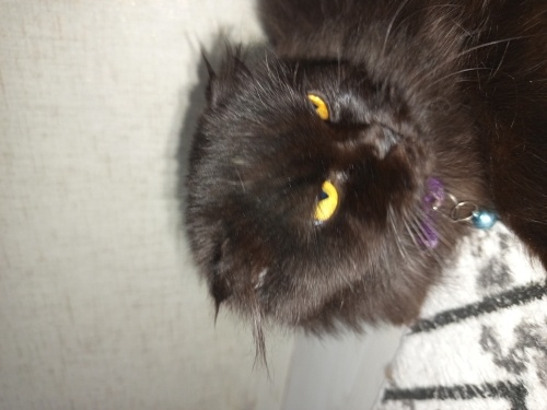 Oyuncu sevilmeye hazır hiç yanınızdan ayrılmayan oyuncu tırmalamayı bilmiyor fotoğraf