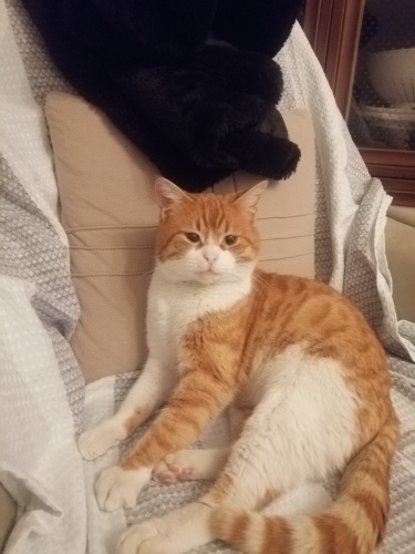 British shorthair Acil yuva fotoğraf