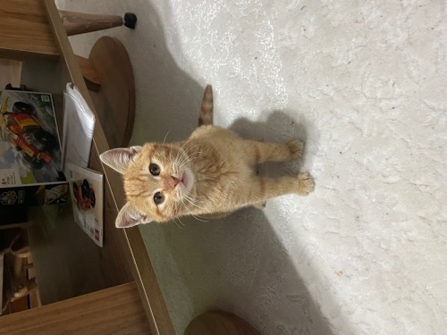 Sarman yavru erkek kedi fotoğraf