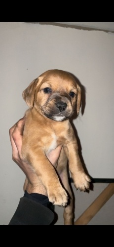 Sivas KangalixFrenc Bulldog Kirmasi fotoğraf