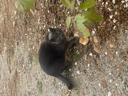 Sakin uyusal cins kedi fotoğraf