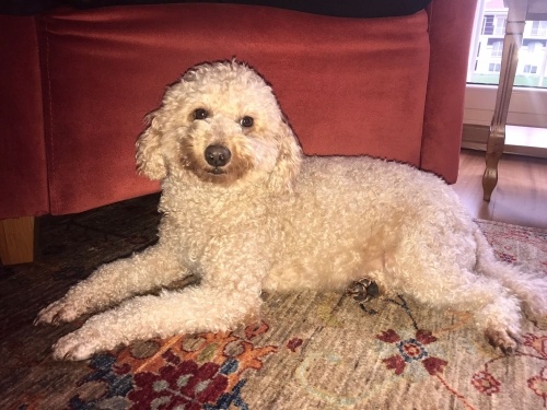 Yeni Yuvaya İhtiyacımız Var ..!! fotoğraf