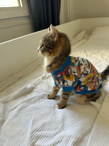 İZMİR 3 AYLIK DÜNYA TATLISI İKİ KIZ KARDEŞE ÖMÜRLÜK YUVASINI ARIYORUZ fotoğraf