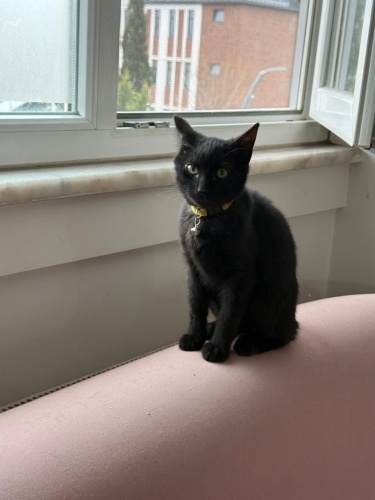 Siyah incimize yuva 🖤 fotoğraf