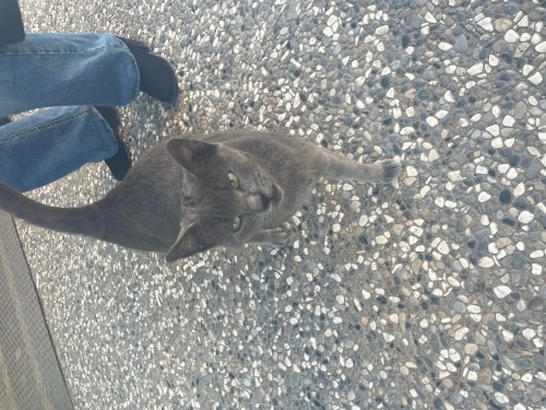 hamile cins kedi yuva ariyor fotoğraf