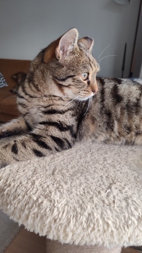 8 aylık Prenses Simba kucağınızdan inmez, sizinle uyur (kısır) fotoğraf