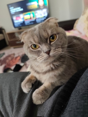 Duman'a Yeni Ev arıyorum fotoğraf